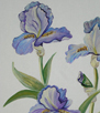 Blue Iris