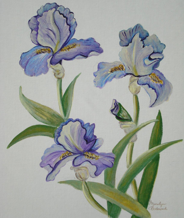 Blue Iris