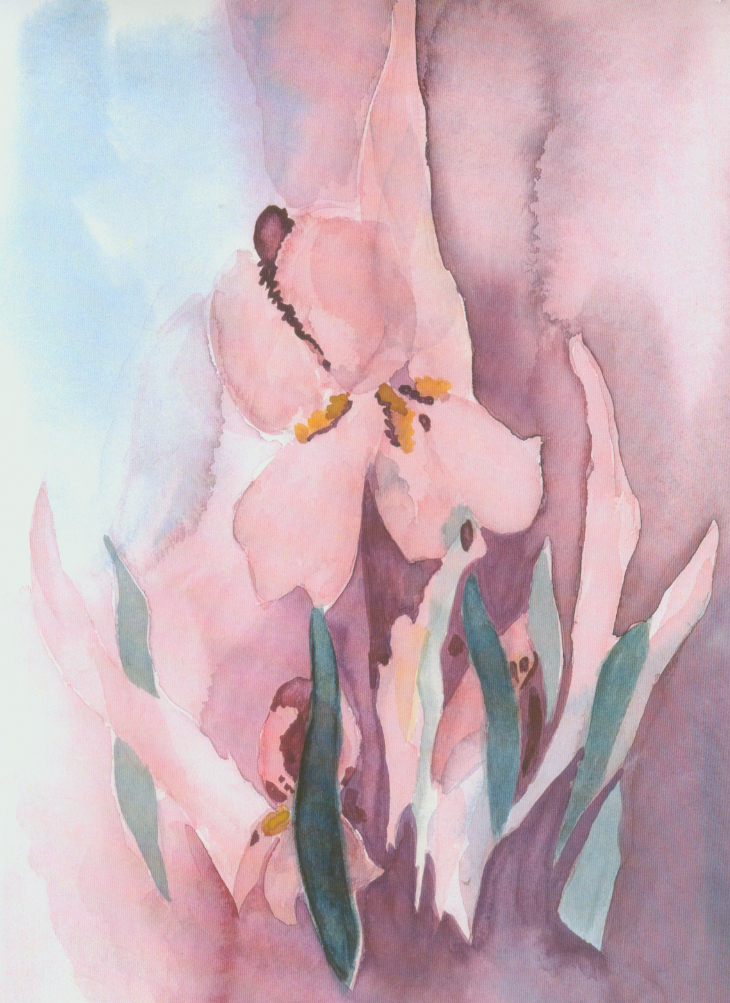 Pink Iris